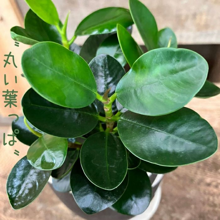 観葉植物現品販売