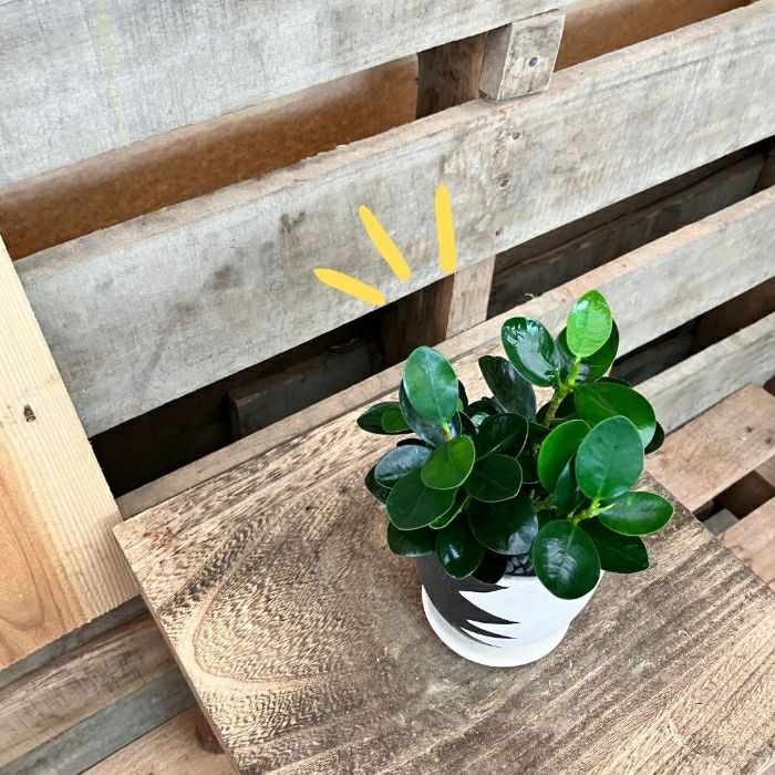 観葉植物現品販売