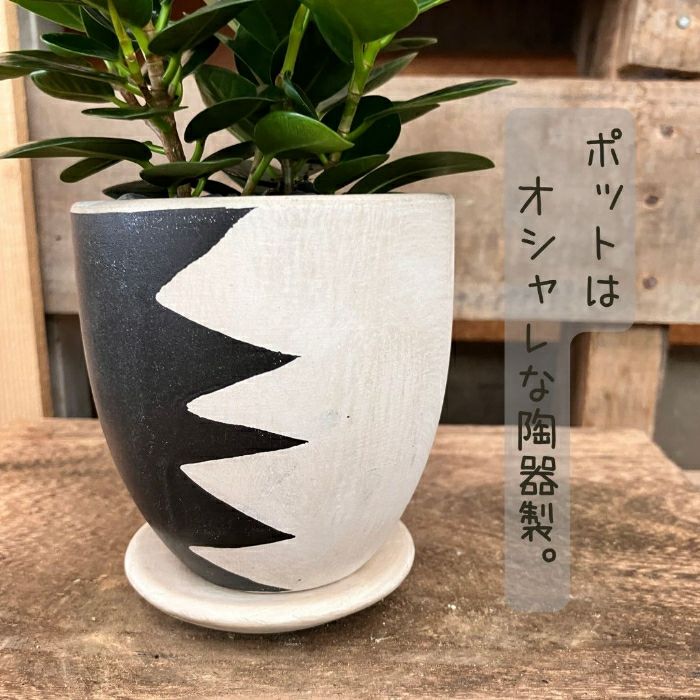 観葉植物現品販売