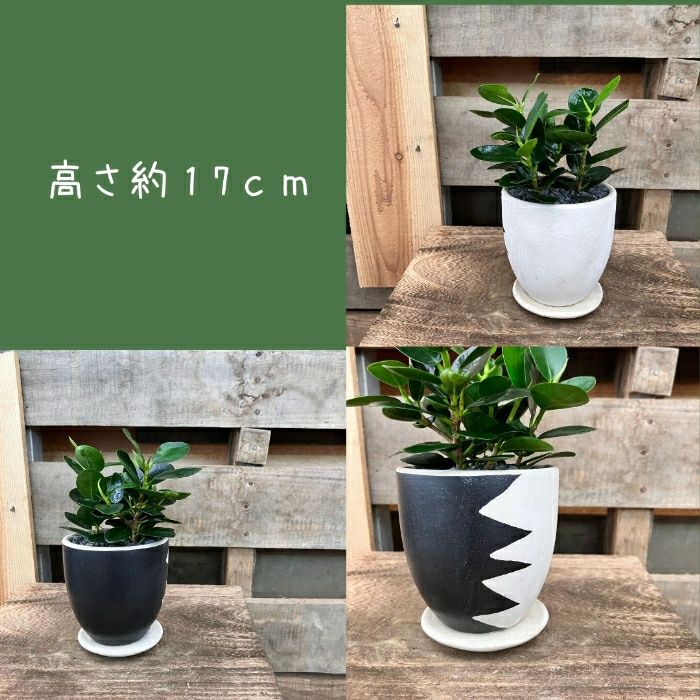 観葉植物現品販売
