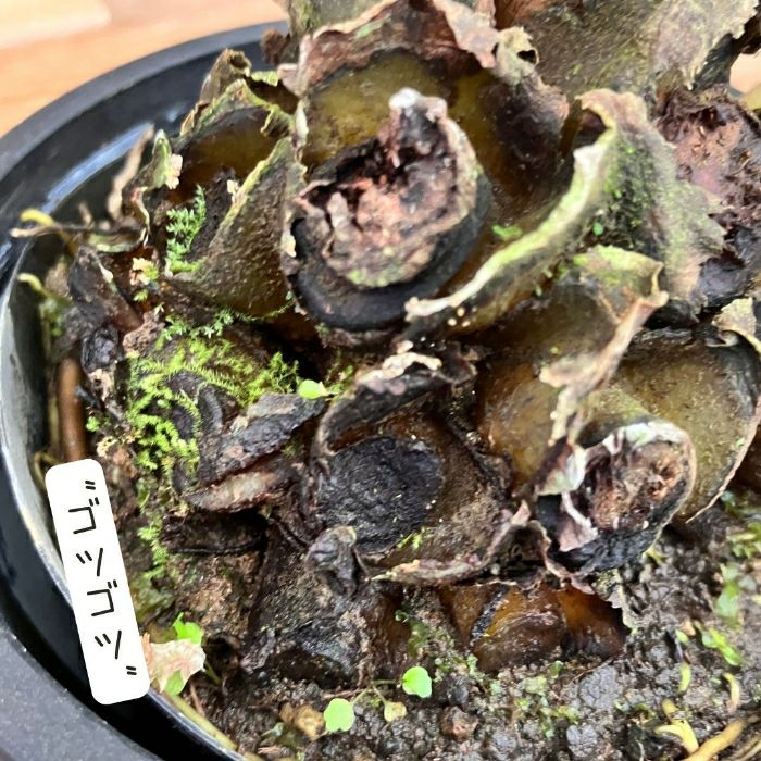 観葉植物現品販売