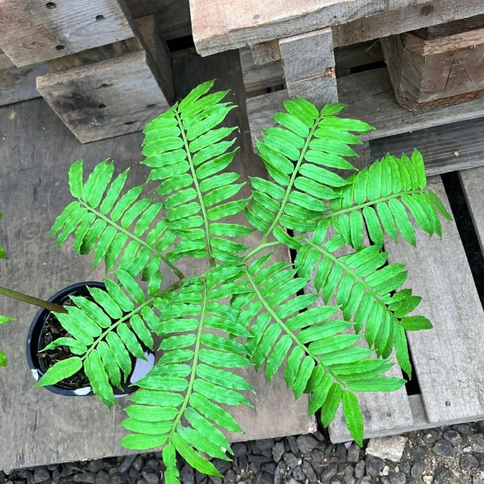 観葉植物現品販売