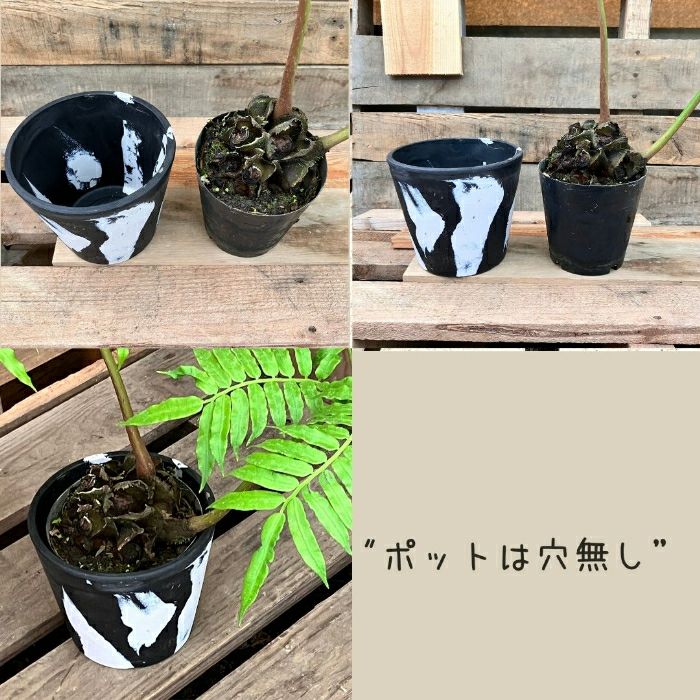 観葉植物現品販売