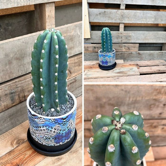 観葉植物現品販売