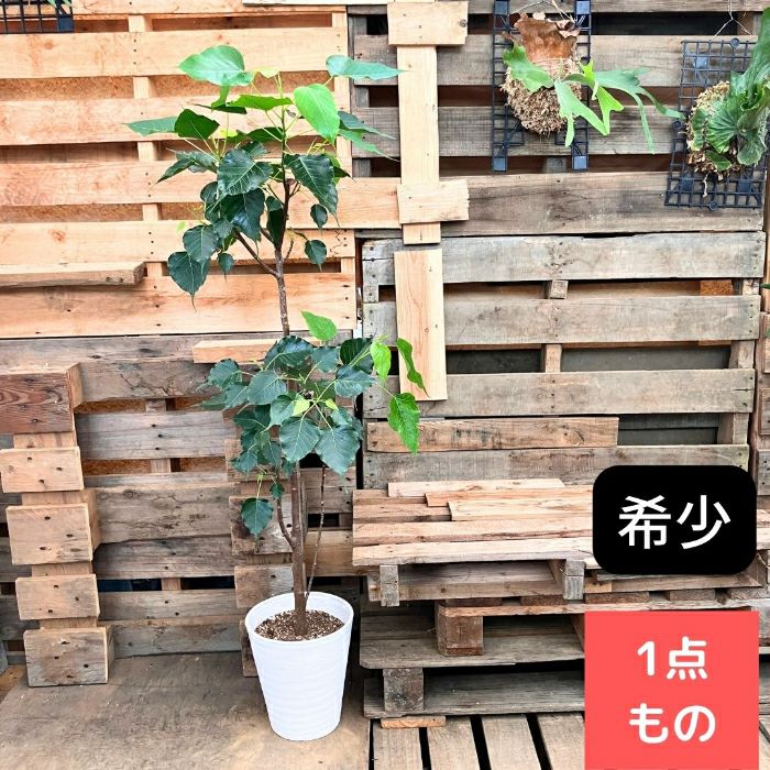 観葉植物現品販売
