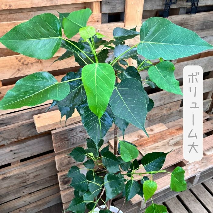 観葉植物現品販売