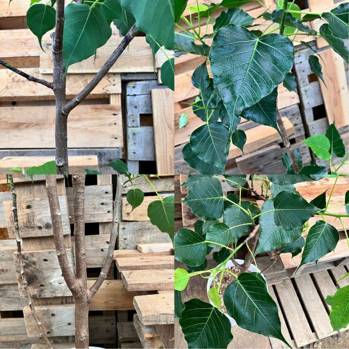 観葉植物現品販売