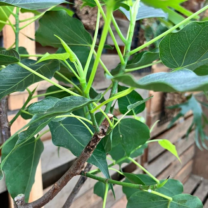 観葉植物現品販売