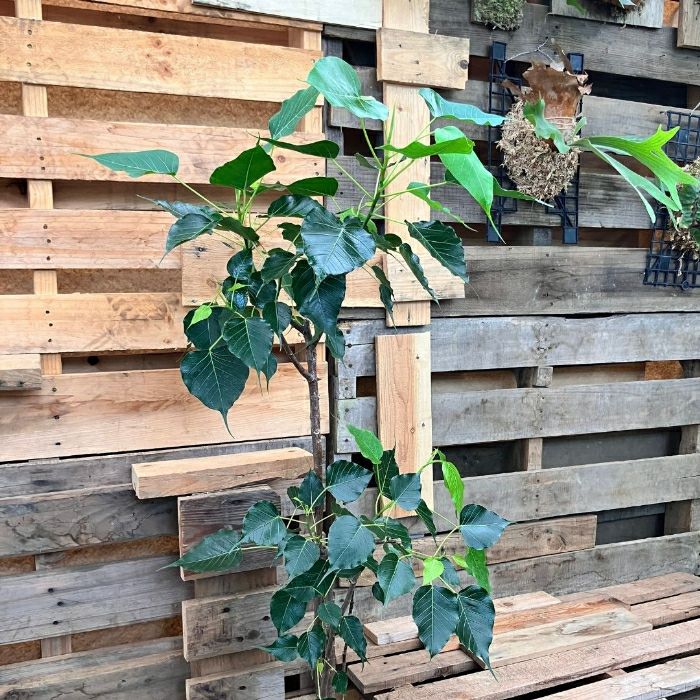 観葉植物現品販売