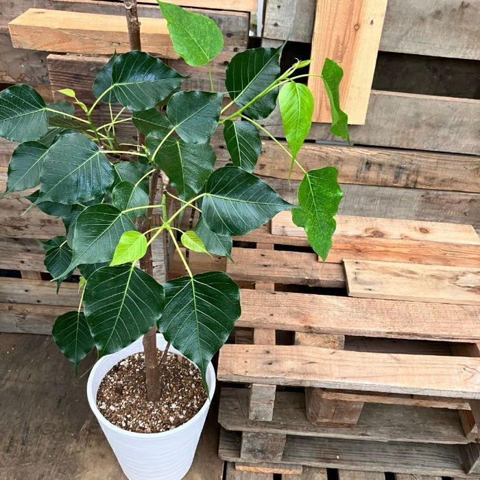 観葉植物現品販売