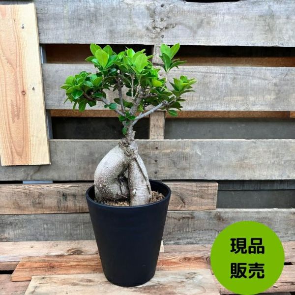 【開運】ガジュマル　6号 ガジュマルの木 観葉植物 6号鉢苗 盆栽 大型種類 縁起物