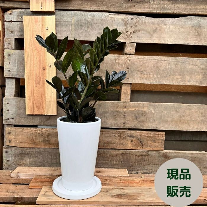 観葉植物現品販売