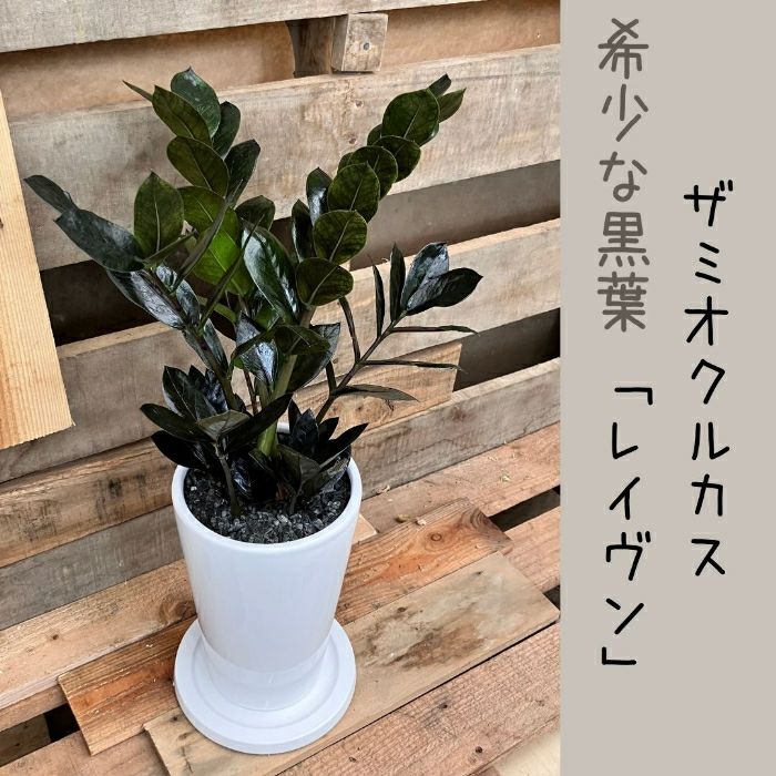 観葉植物現品販売