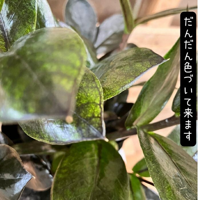 観葉植物現品販売