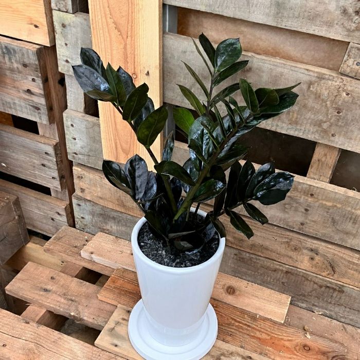 観葉植物現品販売