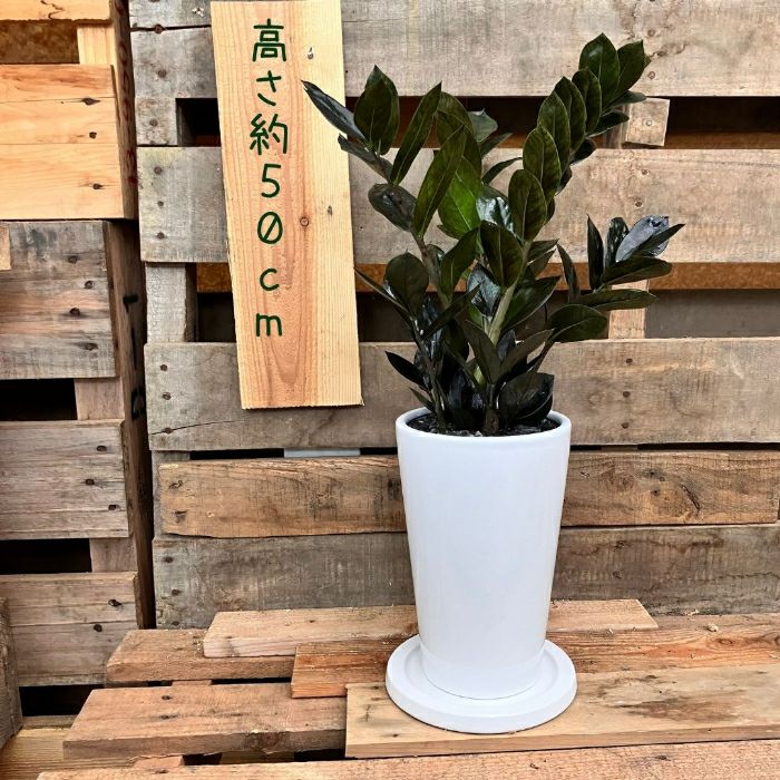 観葉植物現品販売