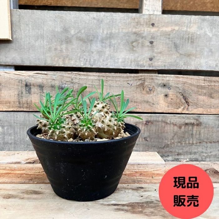 観葉植物現品販売