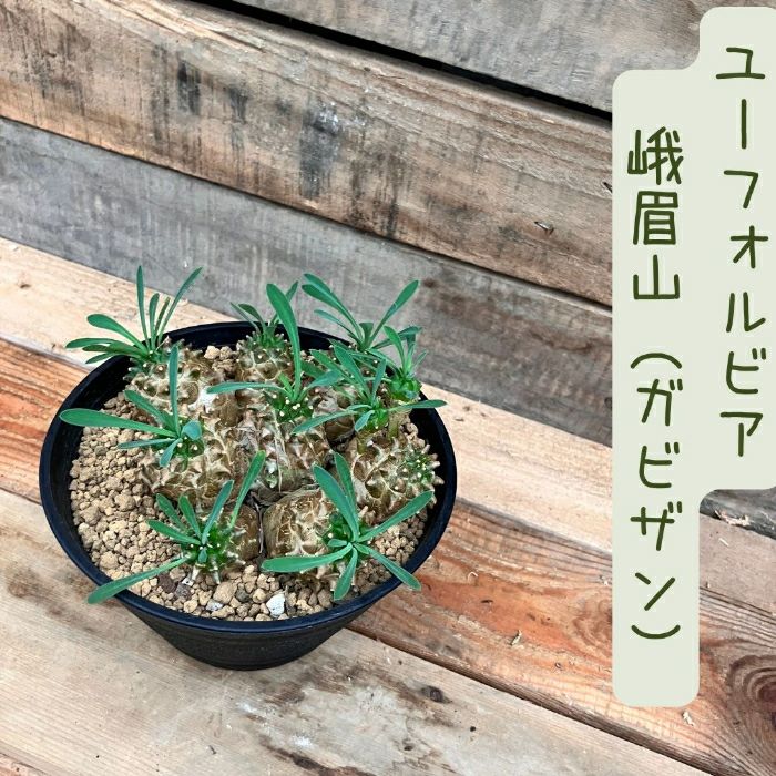観葉植物現品販売