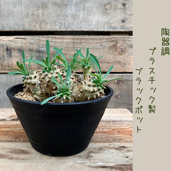 観葉植物現品販売