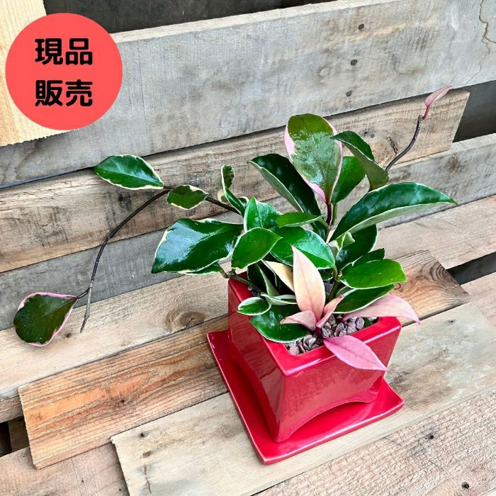 観葉植物現品販売