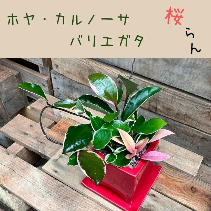 観葉植物現品販売