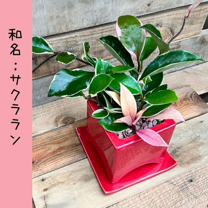 観葉植物現品販売