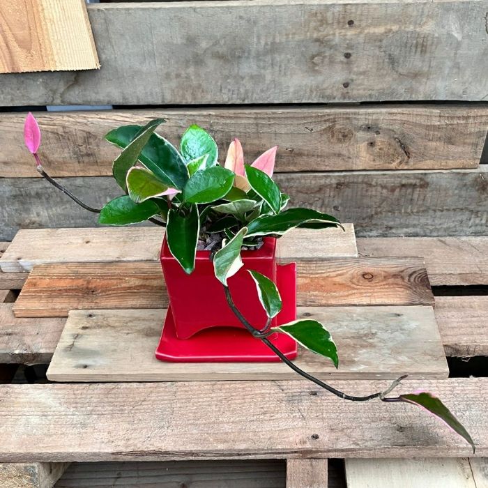 観葉植物現品販売