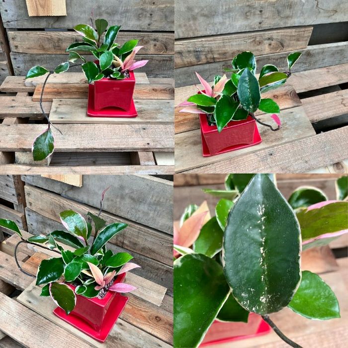 観葉植物現品販売