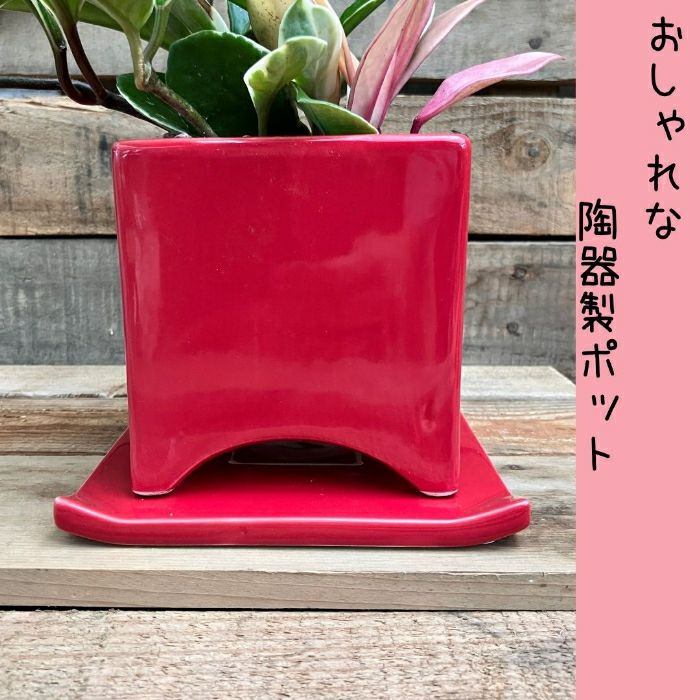 観葉植物現品販売