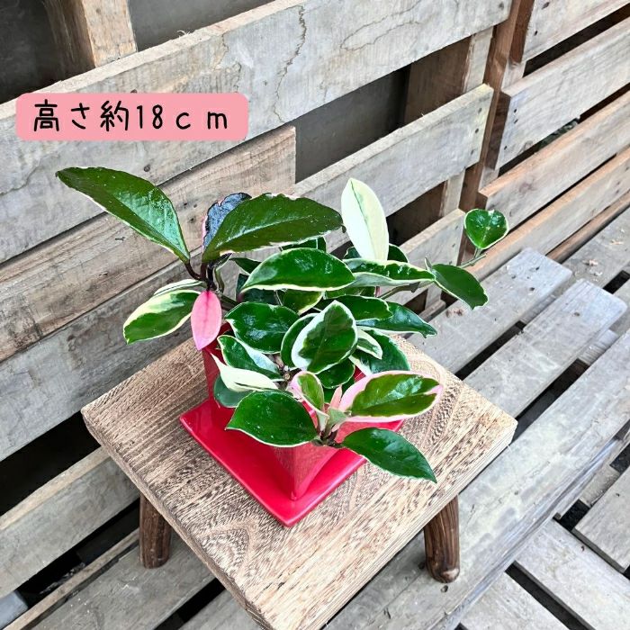 観葉植物現品販売