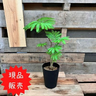 観葉植物 【現品】1点もの 自然樹形 エバーフレッシュ 4号 000765