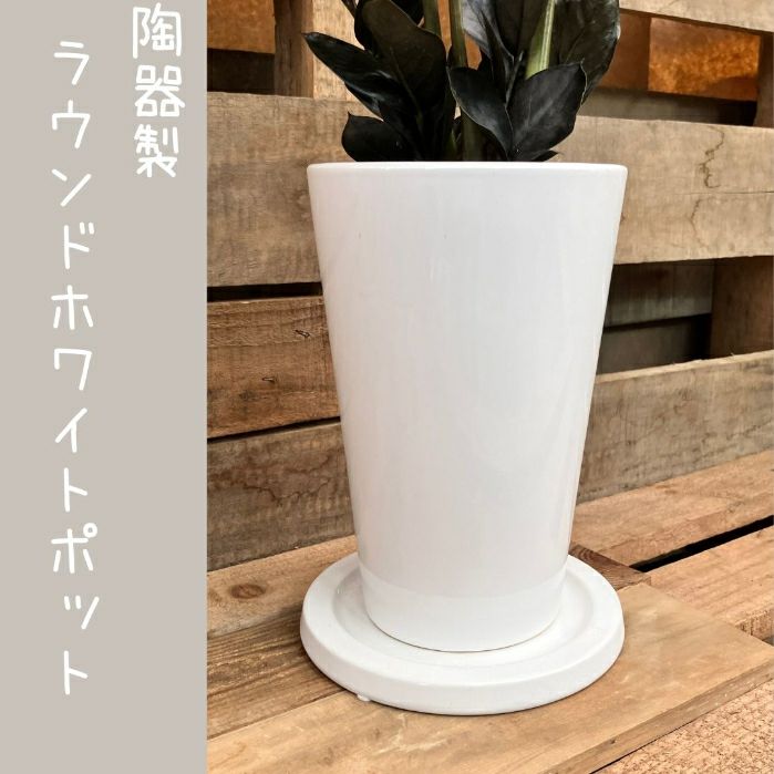観葉植物現品販売