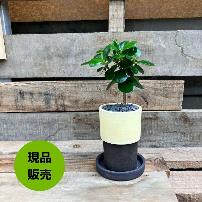 観葉植物現品販売