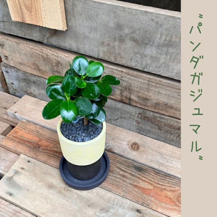 観葉植物現品販売