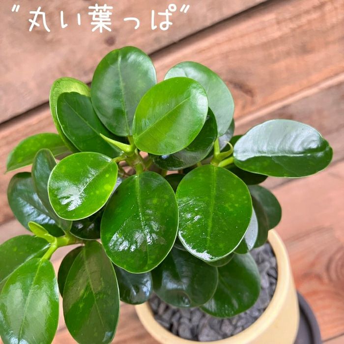観葉植物現品販売