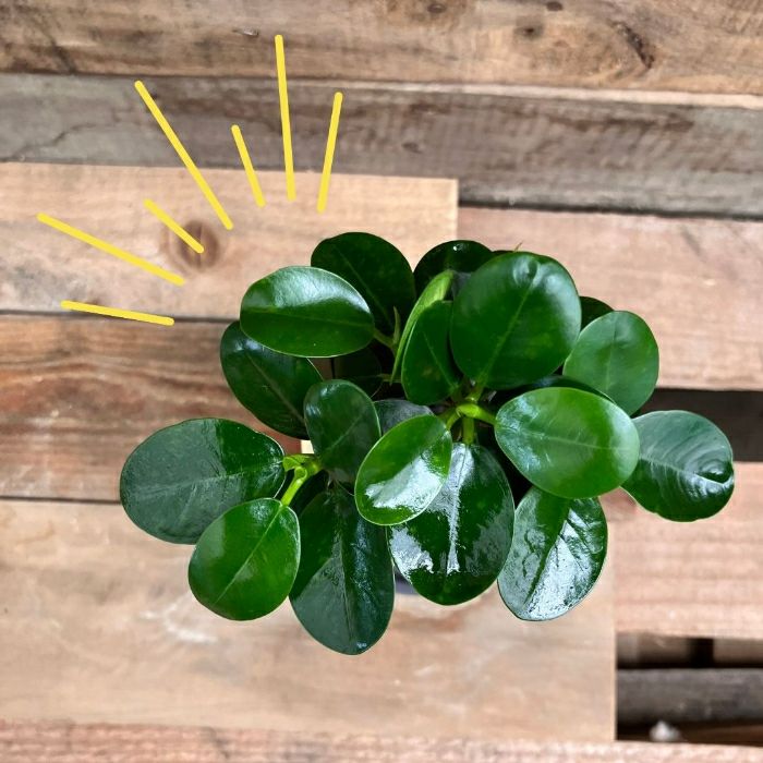 観葉植物現品販売