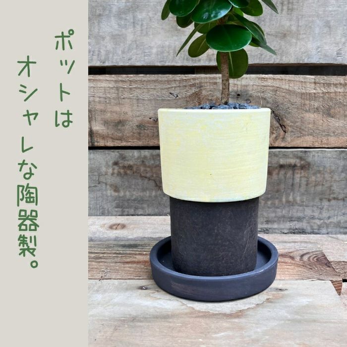 観葉植物現品販売