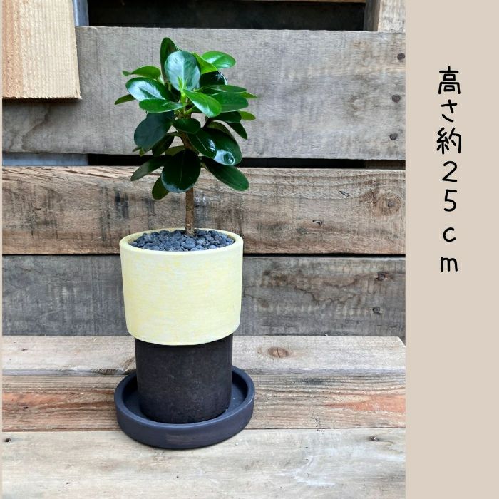 観葉植物現品販売