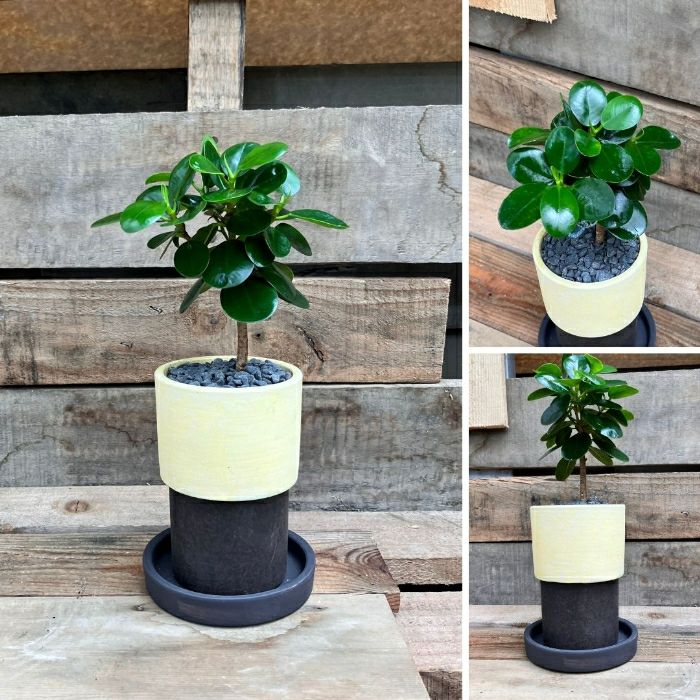 観葉植物現品販売