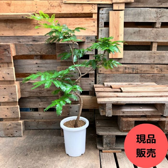 観葉植物現品販売