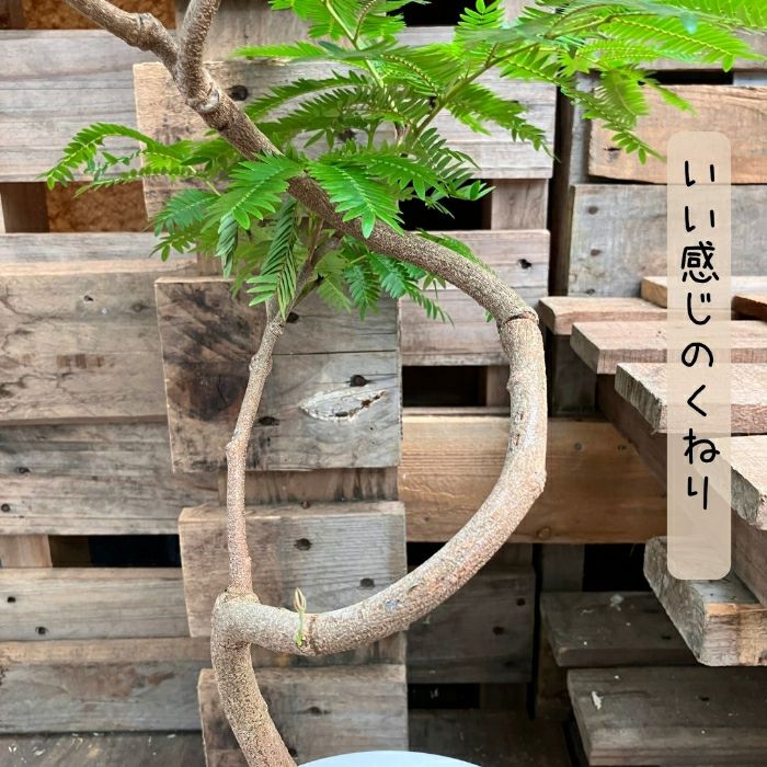 観葉植物現品販売