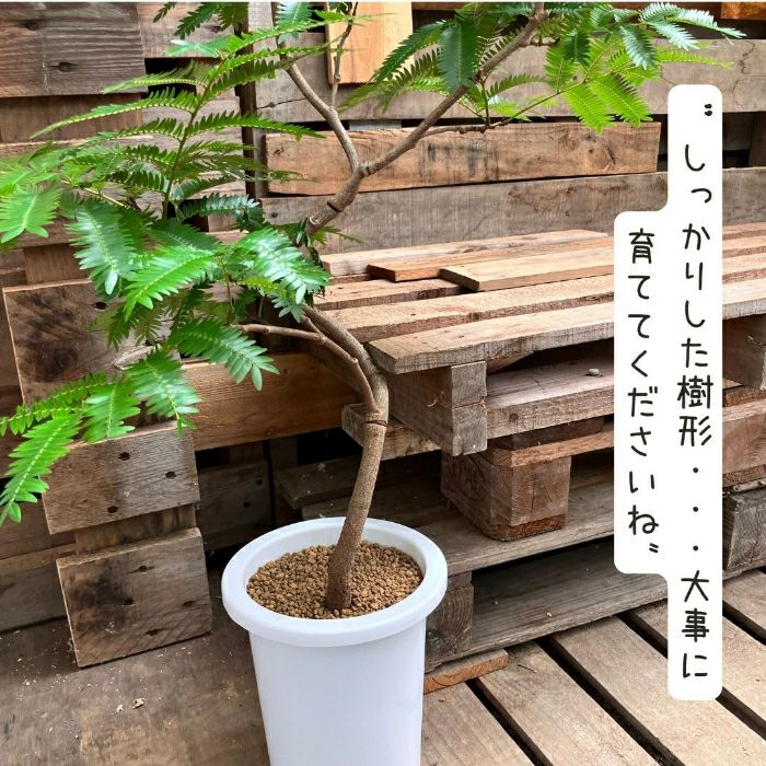 観葉植物現品販売