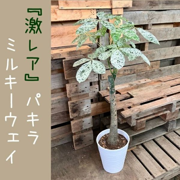 観葉植物 【現品】激レア 斑入りパキラ ミルキーウェイ 新品