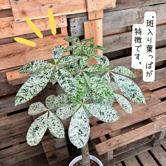 数量限定 斑入り パキラ 