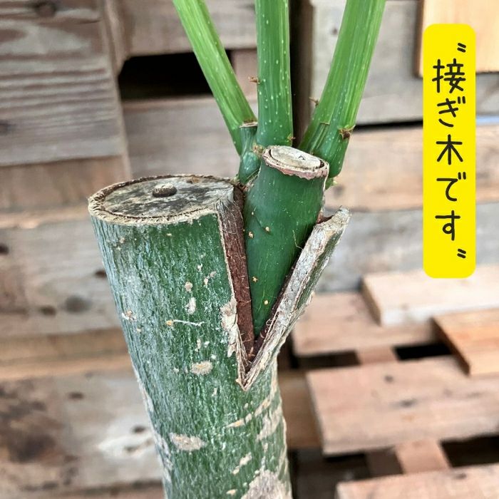 観葉植物現品販売