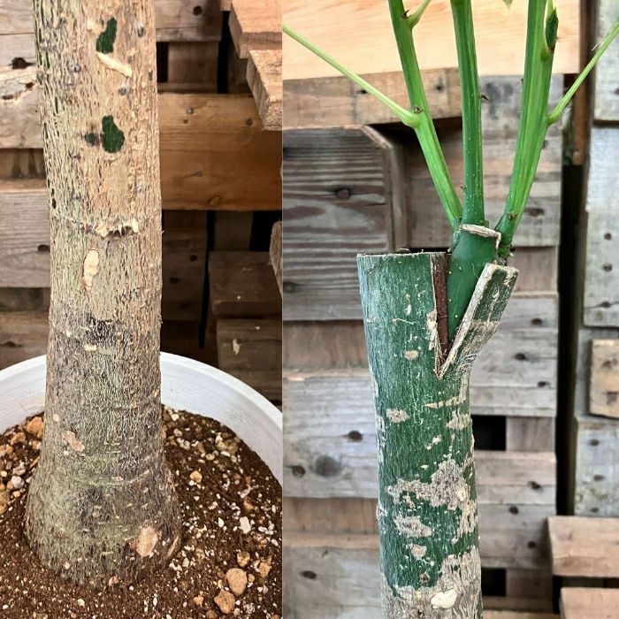 観葉植物現品販売