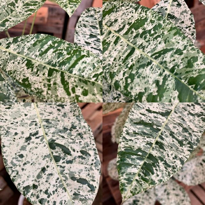 観葉植物現品販売