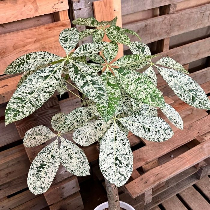 観葉植物現品販売