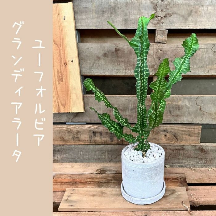 観葉植物現品販売