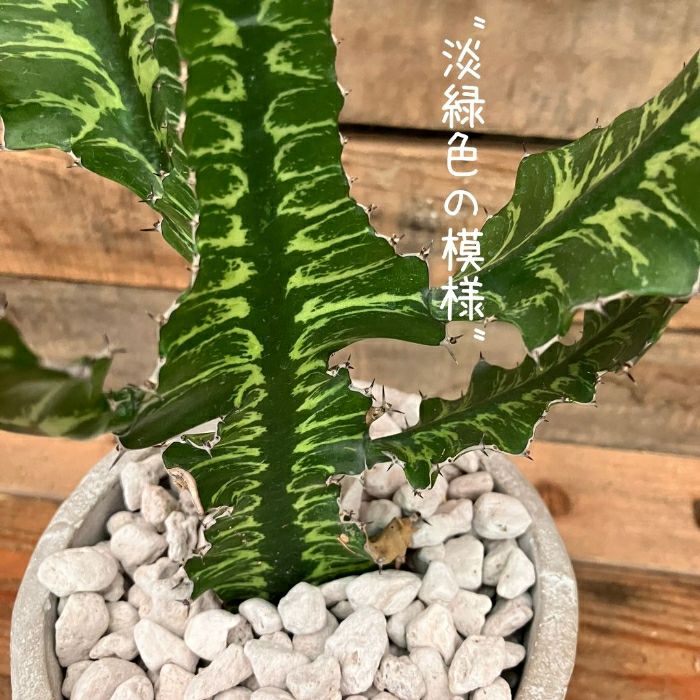 観葉植物現品販売